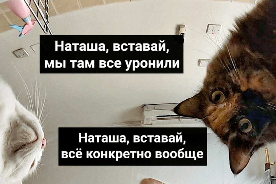 котики_(2).png