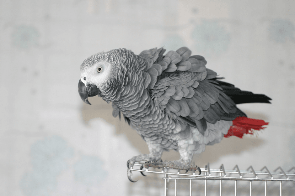 Прогулка с орнитологом 9.png