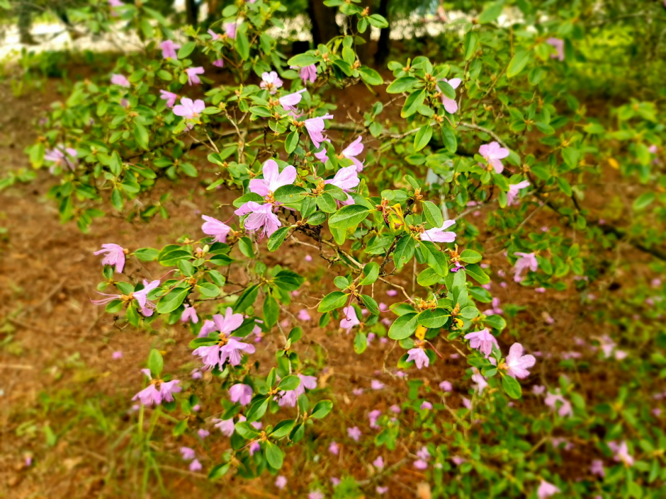 Прогулка по Ботаническому саду 6.png