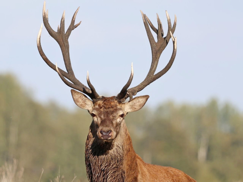 Благородный олень 9.jpg