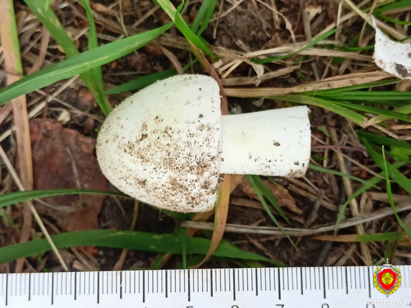 Грибы отравление смертельное