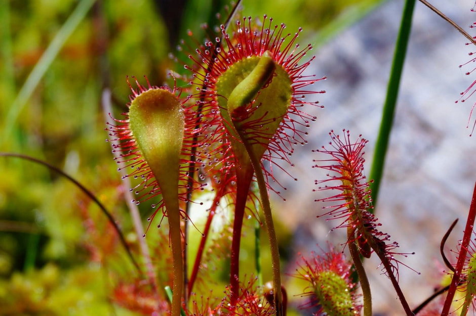 17-Росянка длиннолистная.jpg