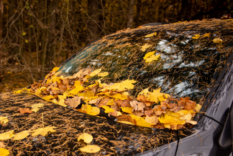 осень листья машина