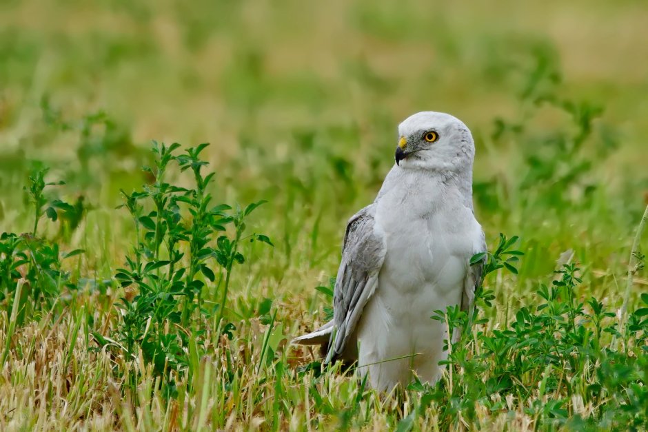 Хищные птицы Беларуси 5.png