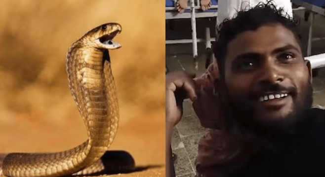 змея и мужчина.png