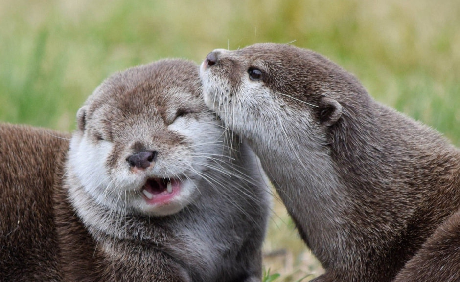 речные выдры