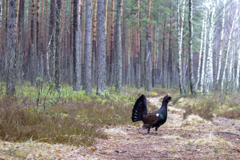 Глухари 10.png