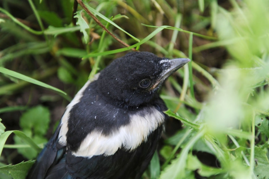 Врановые птицы Беларуси 11.jpg