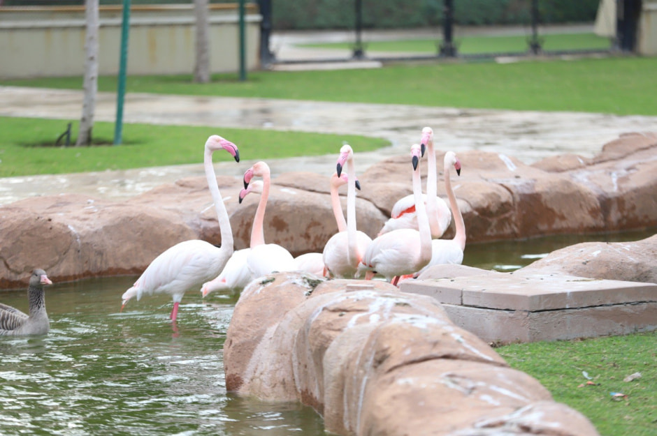 Al Khor Family Park & Zoo в Катаре