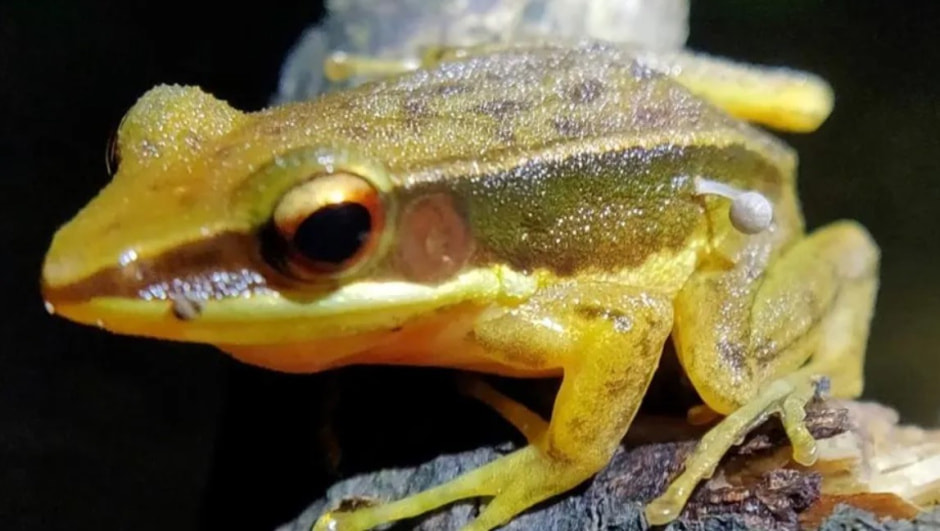 Лягушка 2.jpg