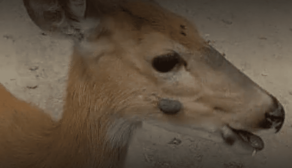 Олень бородавки 2.png