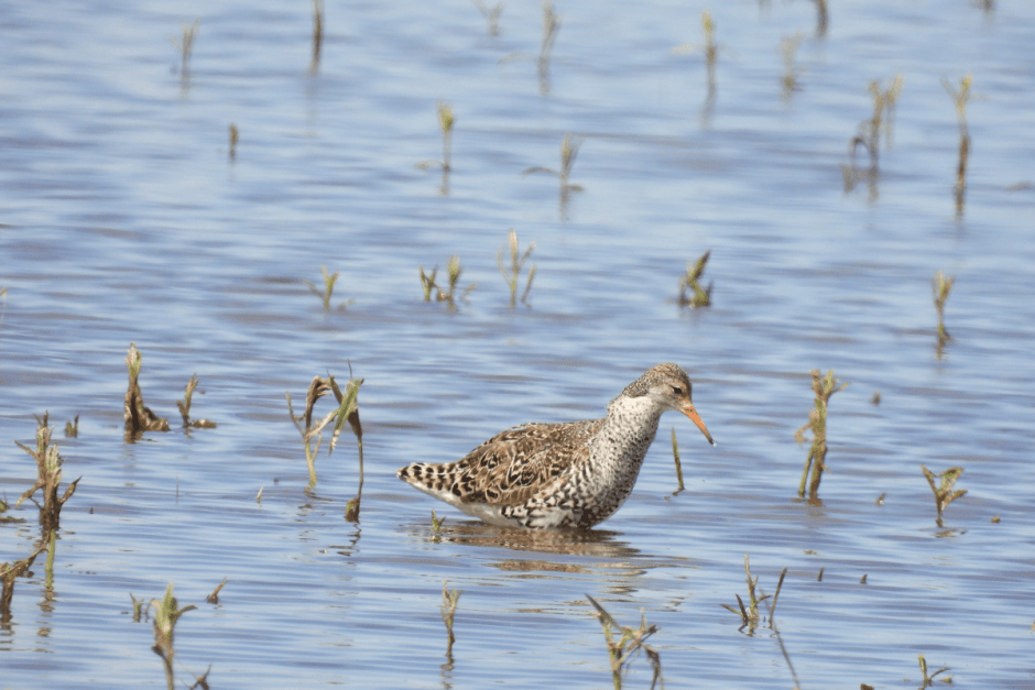 Турухтаны 9.png