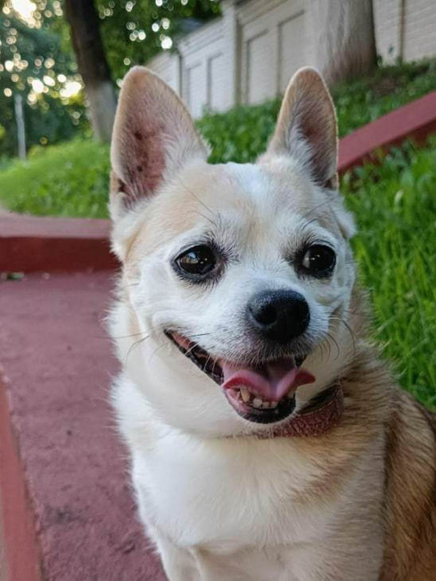 Фотомарафон Смартпресс домашние животные 5.jpg Фотомарафон Смартпресс домашние животные 5.jpg