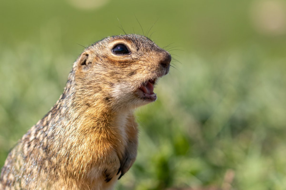 Крапчатый суслик.jpg