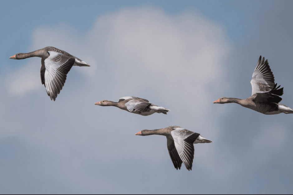 Охота на дичь.png Охота на дичь.png