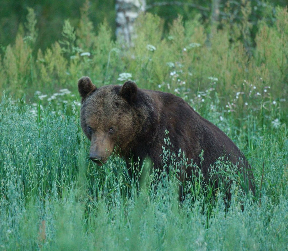 Медведь замечен за поеданием овса на поле — нагуливает запас жира (3).jpg Медведь замечен за поеданием овса на поле — нагуливает запас жира (3).jpg