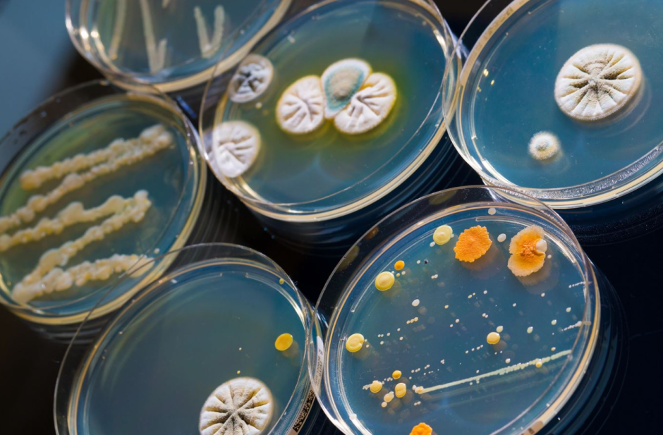 антибиотики, чашки петри антибиотики, чашки петри