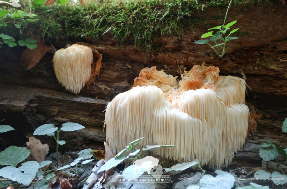 Гериций 3.jpg