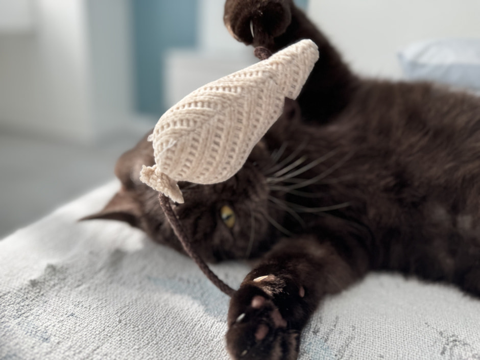 Котик играет.jpeg