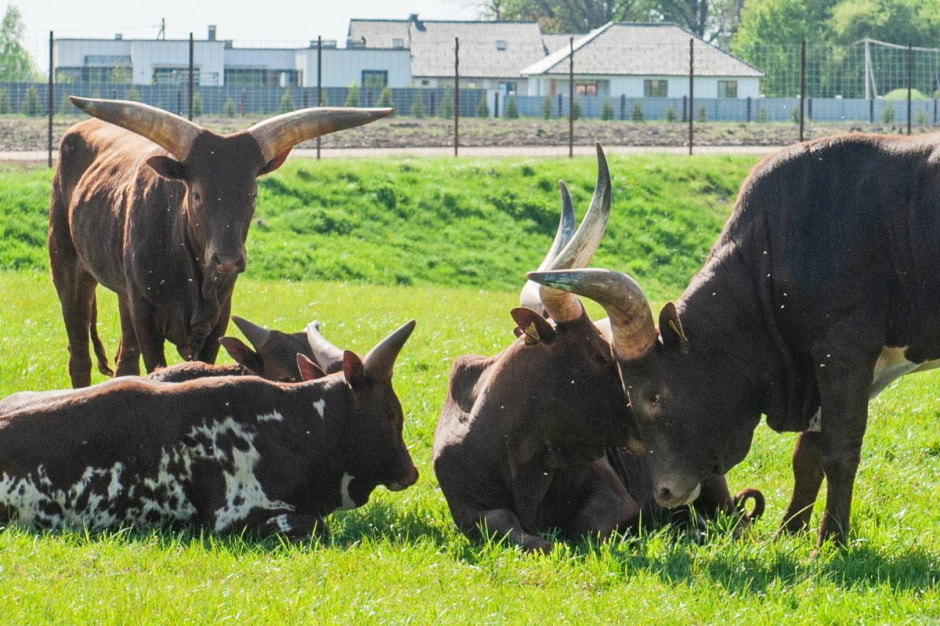 Быки ватусси 7.jpg