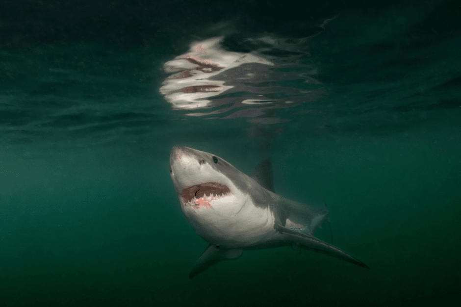 Великолепное зрелище Залив Мэн