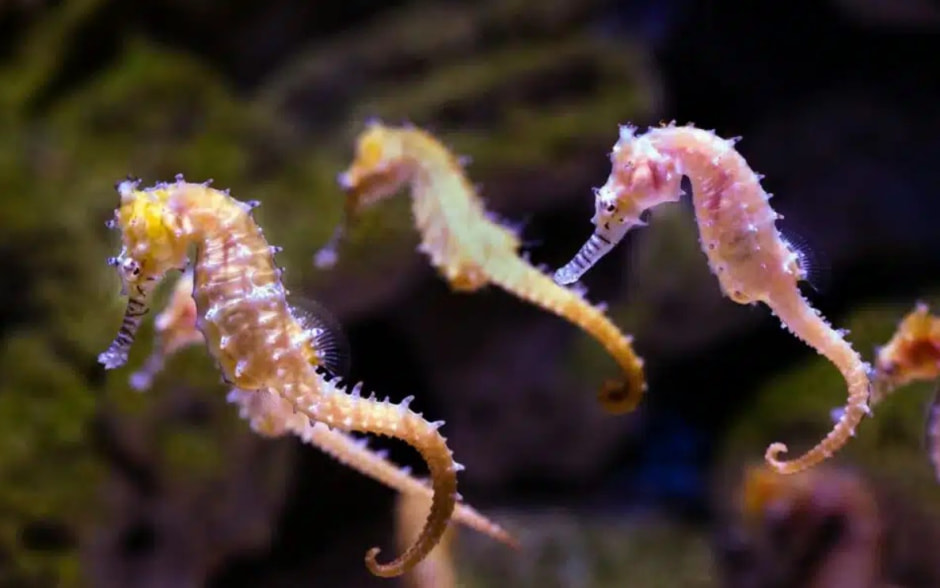 Морской конек малыш