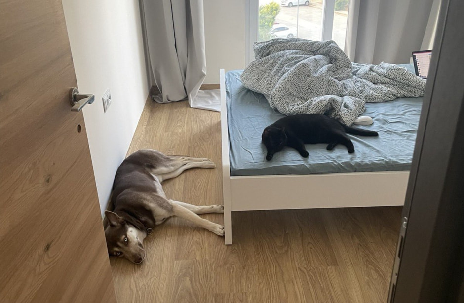 Переезд с животными 4.jpg