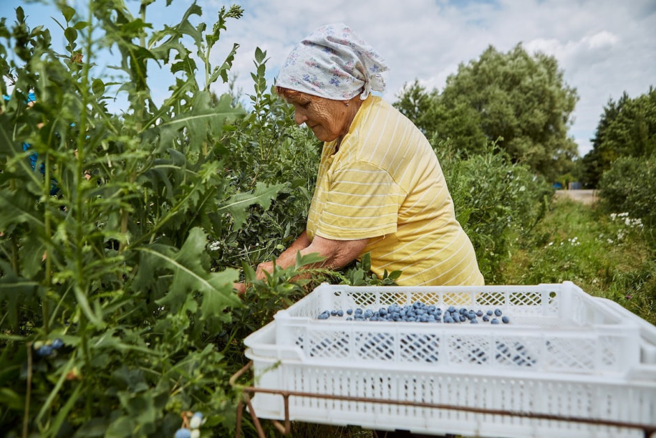 Как выращивают голубику 20.jpg