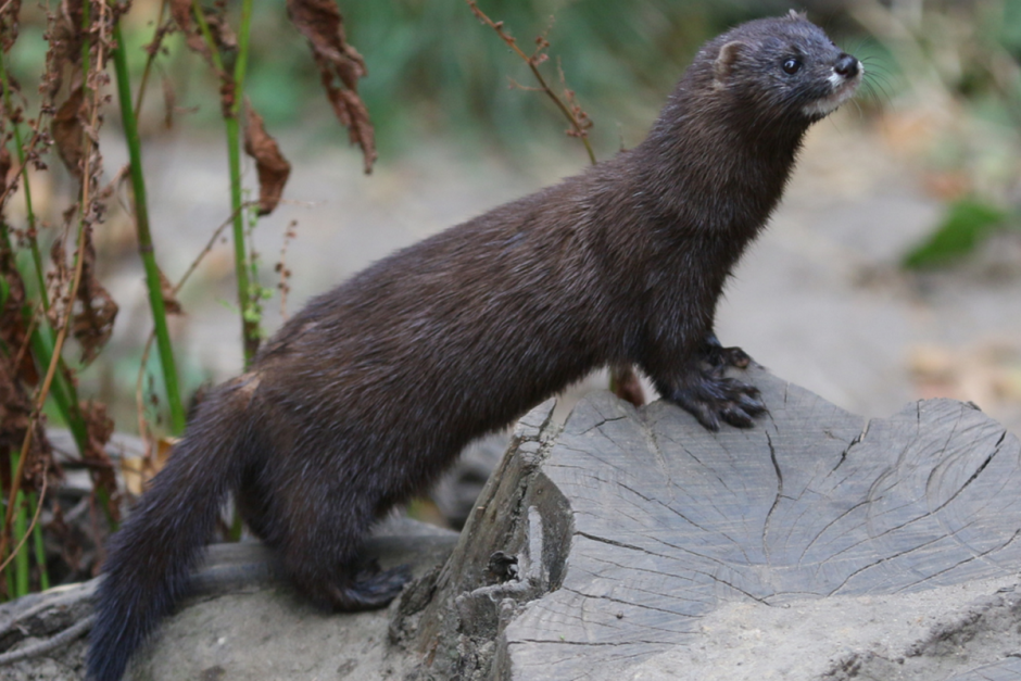 Европейская норка в Беларуси