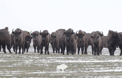 Сколько их теперь: в Беловежской пуще посчитали зубров