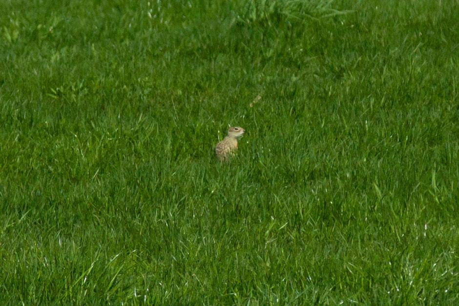 Наблюдаем за сусликами 16.jpg