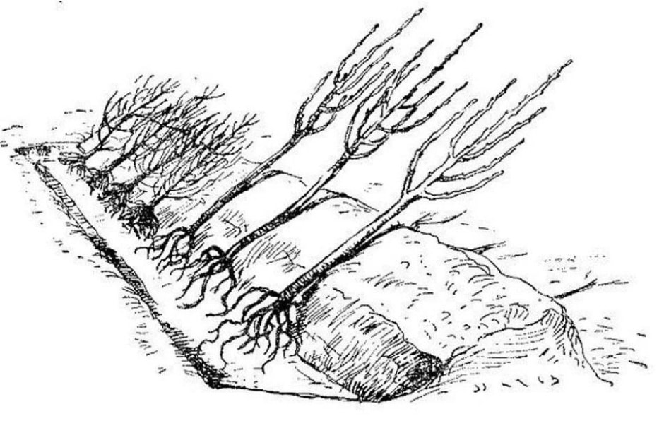 Сохраняем саженцы зимой 3.jpg