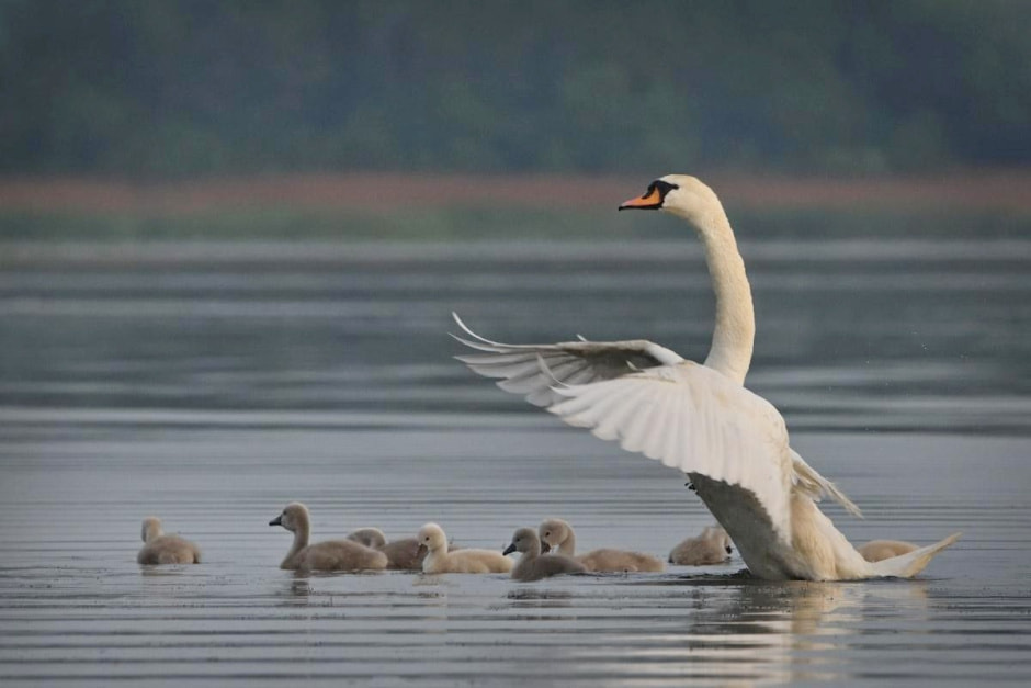 15-Самка лебедя защищает своих птенцов.jpg