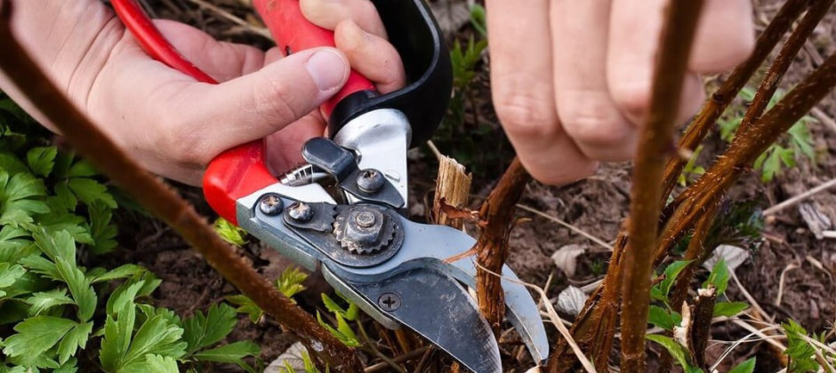 обрезка малины.jpg