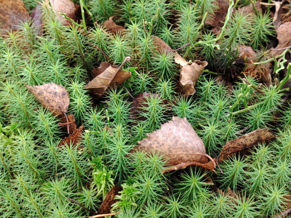 Проводник по болоту Кася 19.jpg