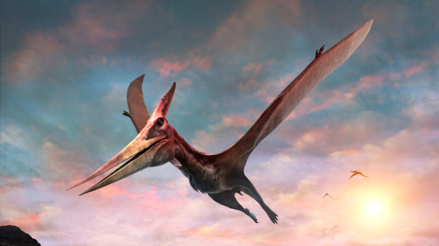 Птерозавтр.jpg
