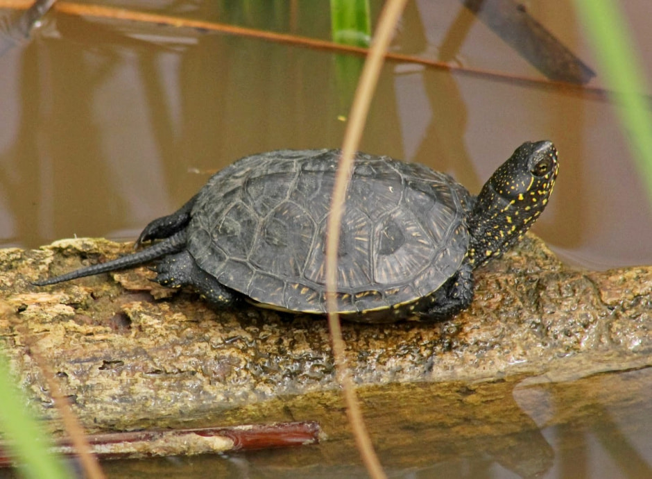 2-Болотная черепаха.jpg