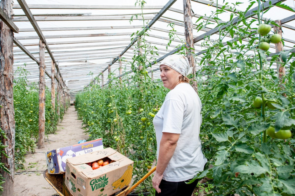 Семья Лой 20 лет выращивает огурцы и помидоры 6.jpg