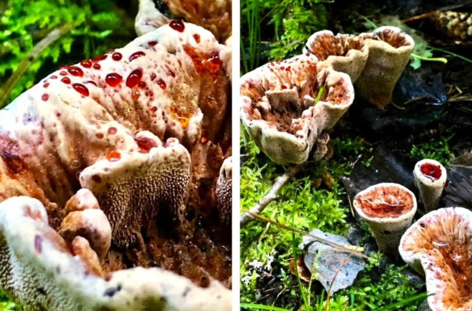 зуб дьявола