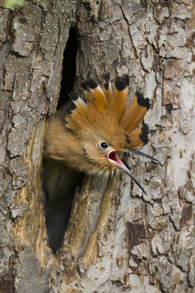 Валерий Ковалеок_Прическа, что надо.jpg