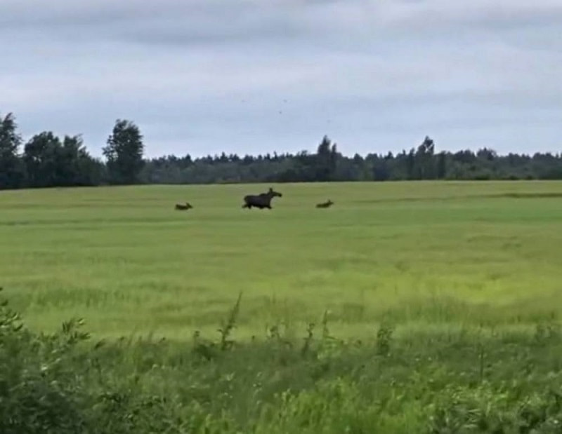 Лоси в Бобруйске.jpg