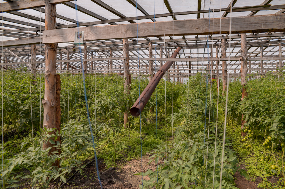 Две семьи выращивают огурцы и клубнику 20.png