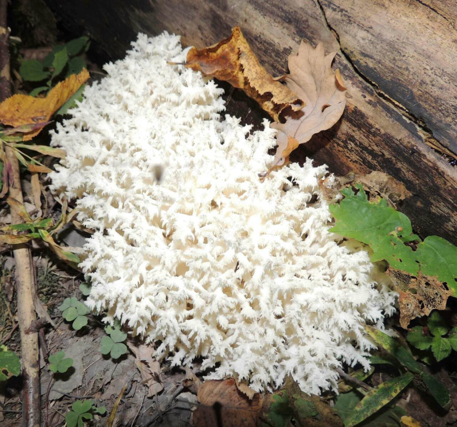 ежовик коралловый.jpg