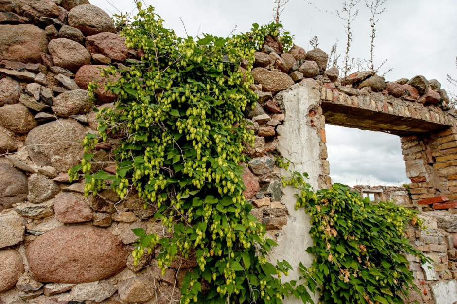 Усадьба в Радзивилках 25.jpg