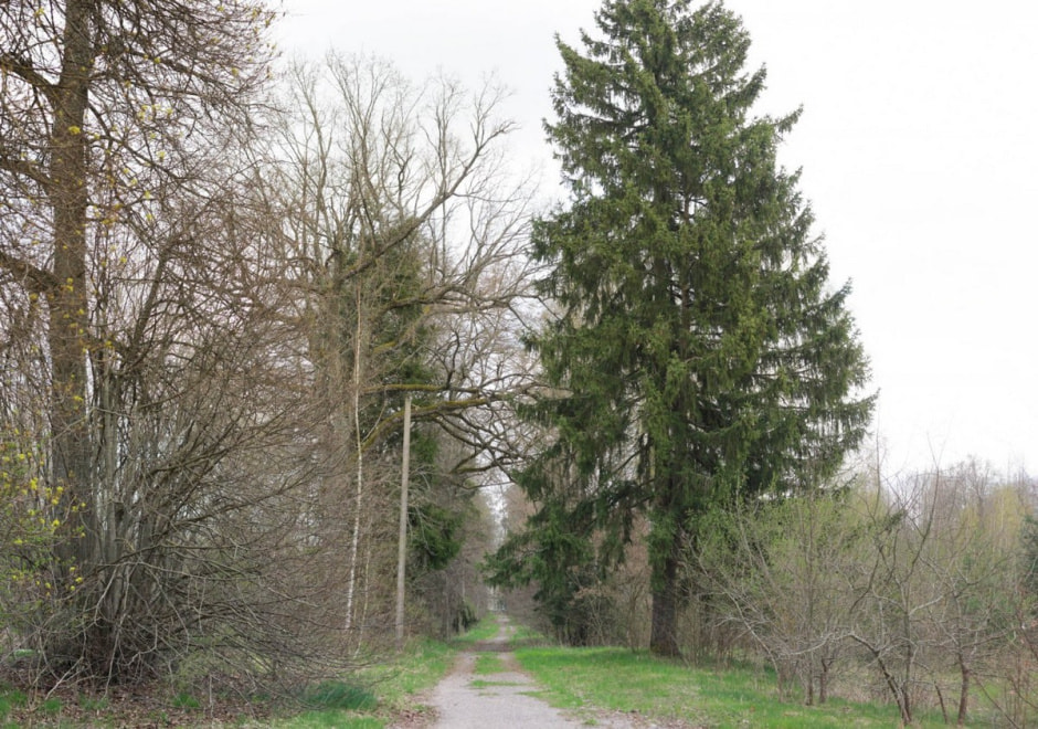 Сядзіба Навіцкіх у Савейках 3.jpg