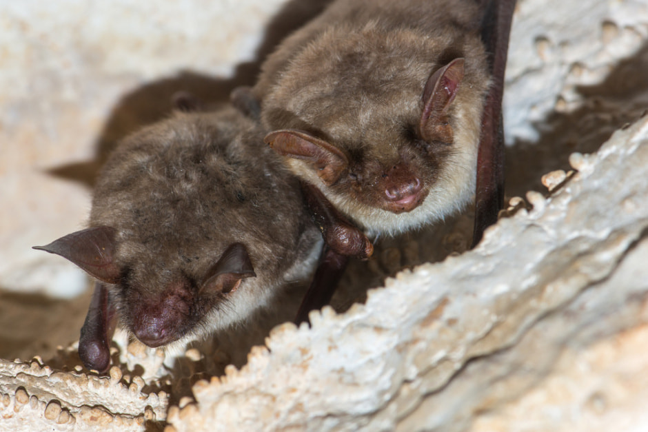 Ночница большая