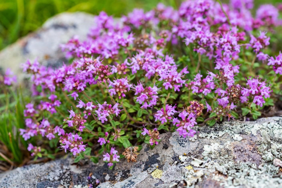 Какую зелень посадить на даче 8.jpg