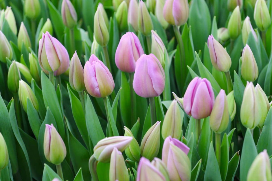 Как на Полесье выращивают тюльпаны 32.jpg