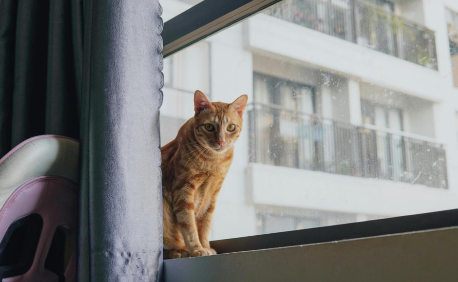 Кошка в окне