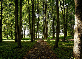 «Лесные ванны» могут быть полезны для легких, но ученые спорят о силе эффекта